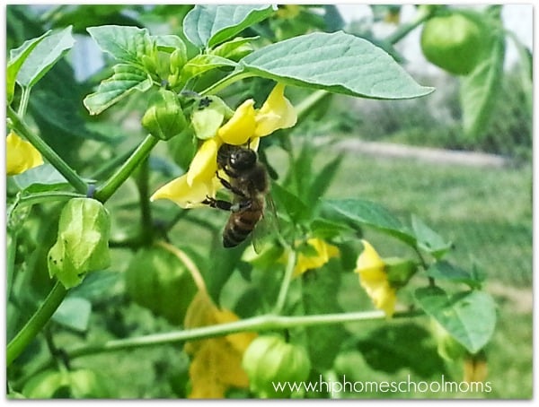 Bee on my tomatillos last year. | Hip Homeschool Moms